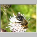 Lasioglossum leucozonium - Furchenbiene m01.jpg